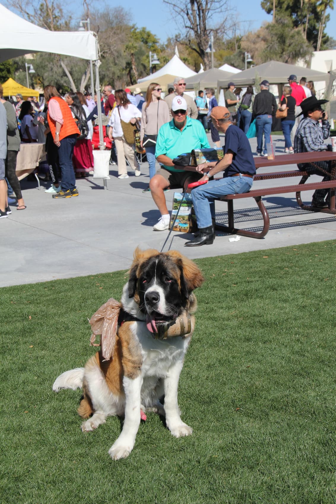 Dog on leash ed